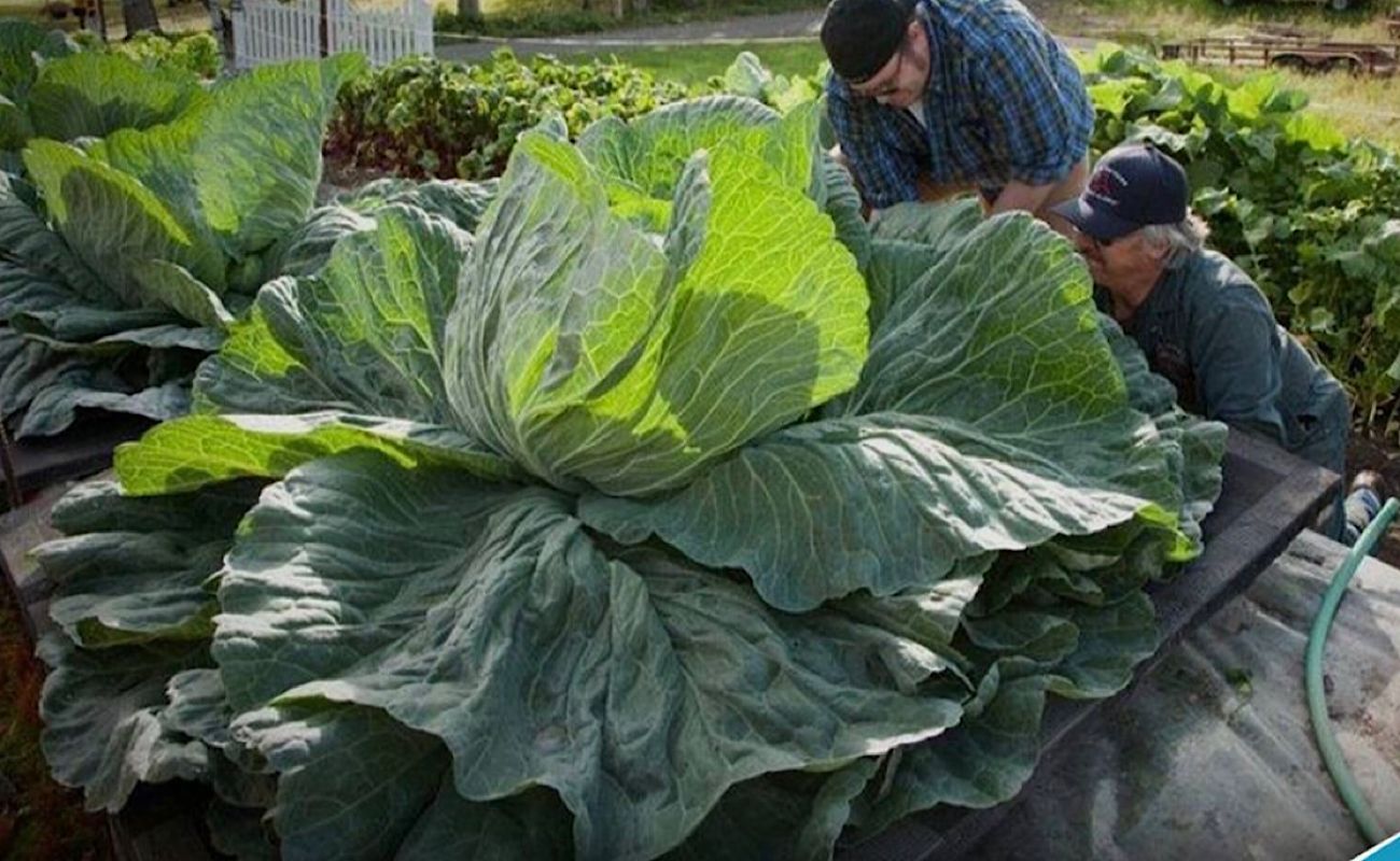 Menakjubkan! Ukuran Sayur Jumbo dari Alaska: Disebut Karena Sinar Matahari 20 Jam