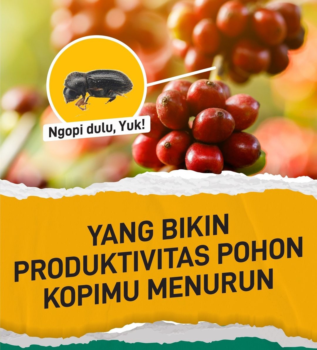 Pestisida Nabati dari Daun Ddn Biji Mimba untuk Perkebunan Kopi di Kepahiang, Ampuh Kendalikan Hama