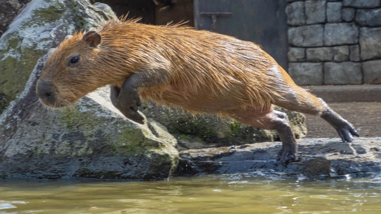 Fakta Unik Capybara, Hewan yang Ramah Terhadap Berbagai Spesies Hewan