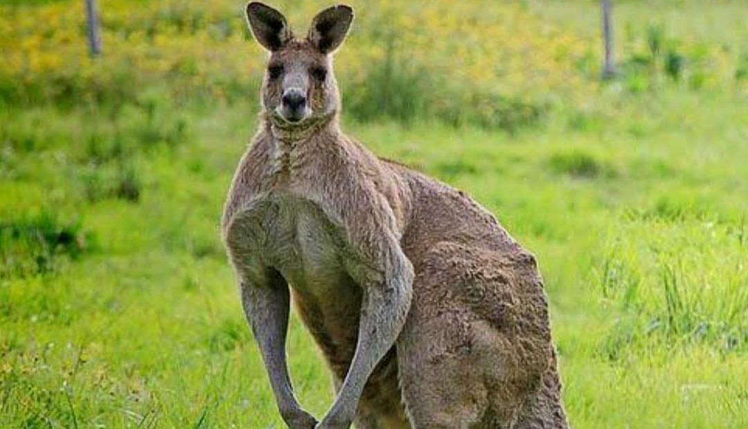 9 Fakta Menarik tentang Kanguru: Simbol Budaya Australia