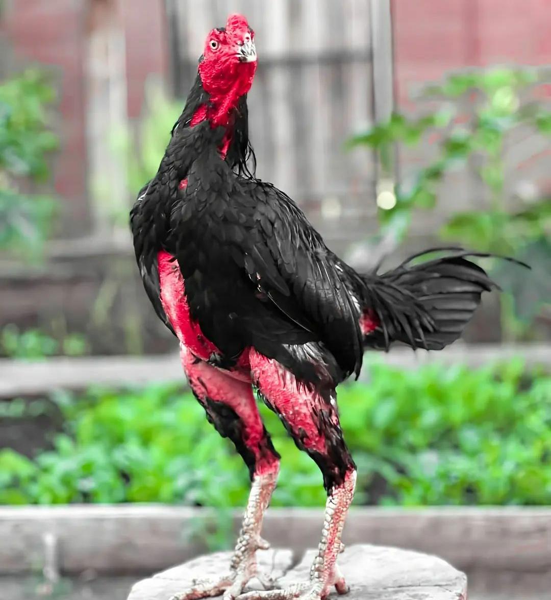 Postur Tubuh Kekar dan Berotot, Berikut Ciri-ciri Ayam Bangkok yang Berkualitas dan Bagus