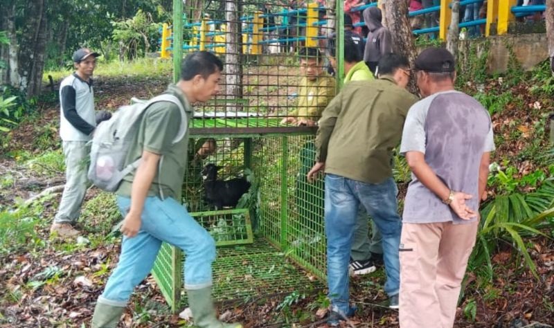 Harimau Mengancam, Orang Tua Dihimbau Antar-Jemput Anak Sekolah di Mukomuko