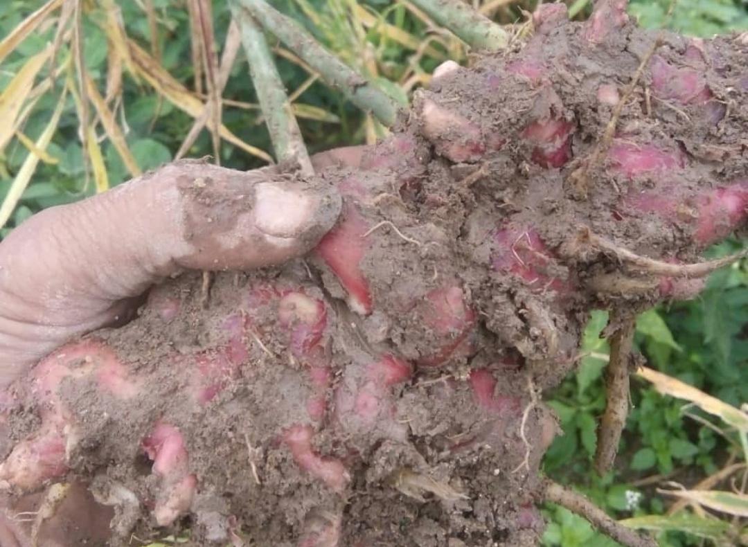 6 Langkah Cerdas untuk Memanen Jahe Merah dengan Benar