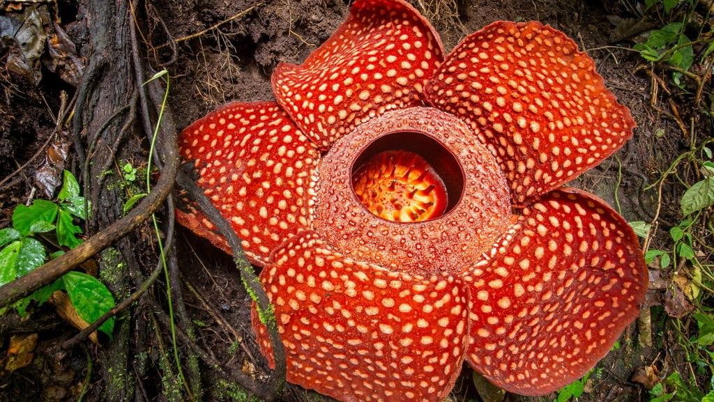 Rafflesia Arnoldii hingga Pohon Ulin, Ini 5 Tumbuhan Langka yang Ada di Ambang Kepunahan