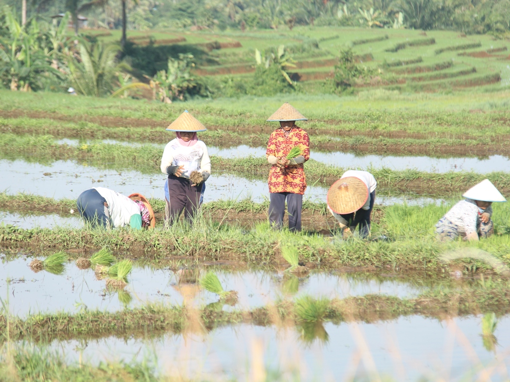 Seribu Petani Bengkulu Utara Terancam Kehilangan Kuota Pupuk Subsidi, Dinas TPHP Lakukan Evaluasi Lapangan