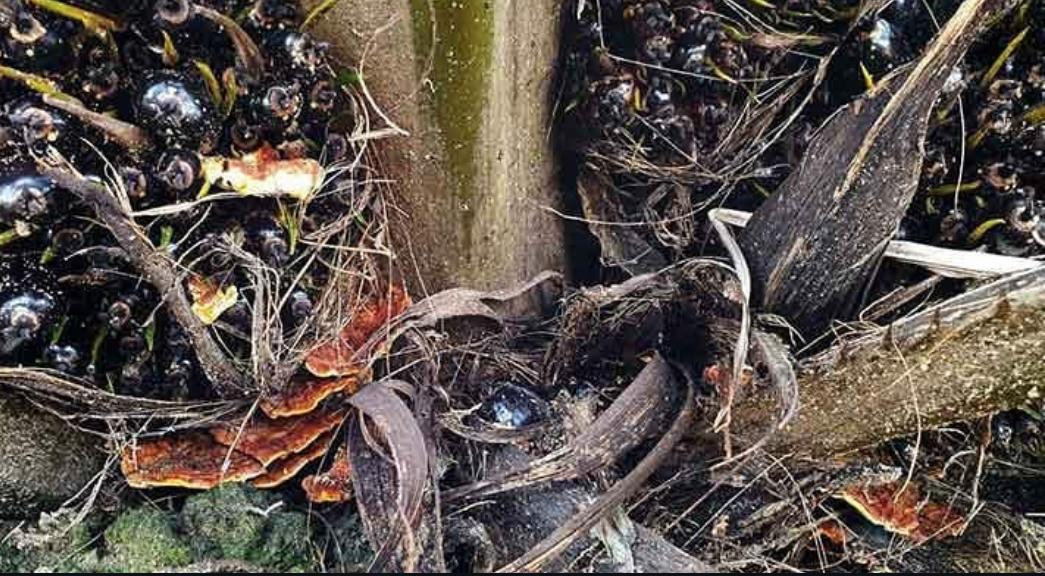 4 Gejala Penyakit Busuk Pangkal Batang pada Tanaman Kelapa Sawit dan Cara Penanganannya