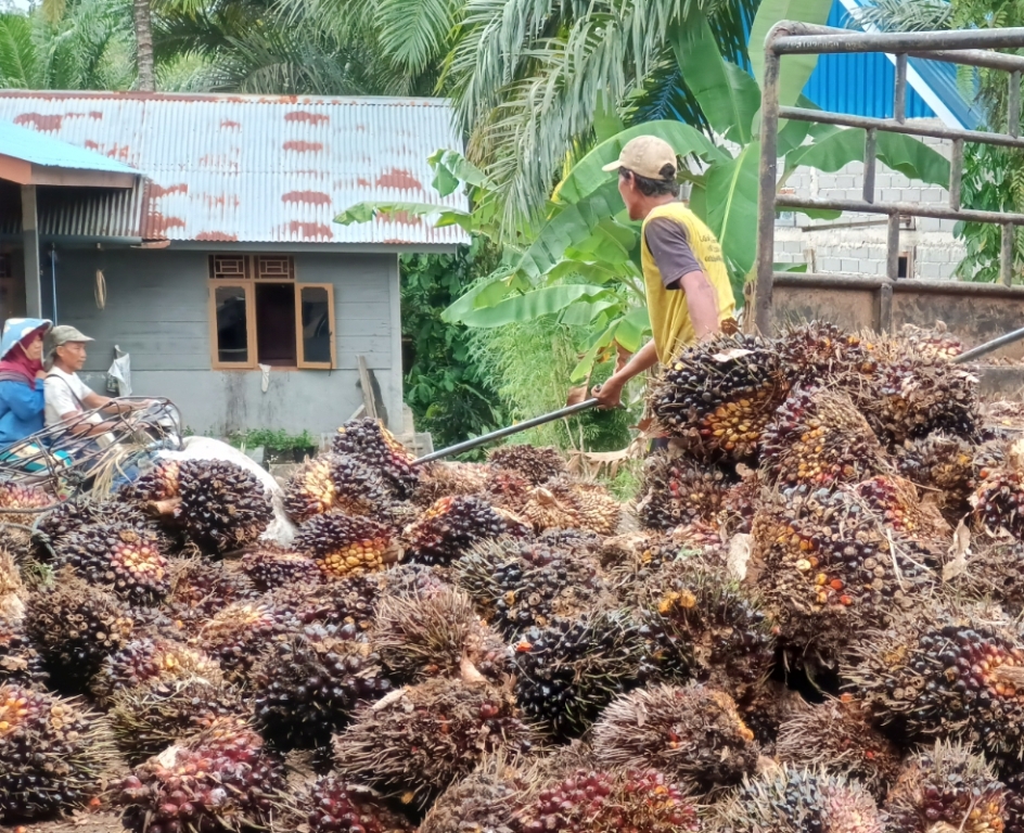 Harga Tandan Buah Segar Kelapa Sawit di Bengkulu Utara Turun Menjelang Libur Natal