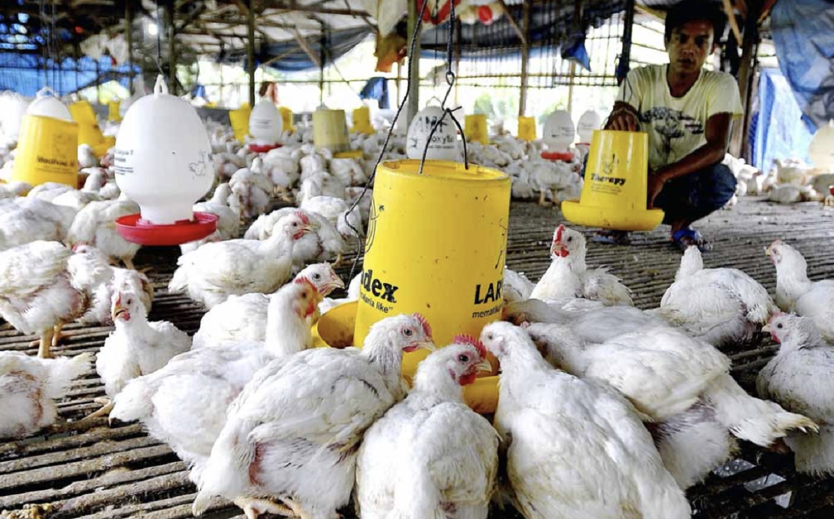 KUR Bank BRI, Solusi Terbaik Anda yang Mau Ternak Ayam Pedaging