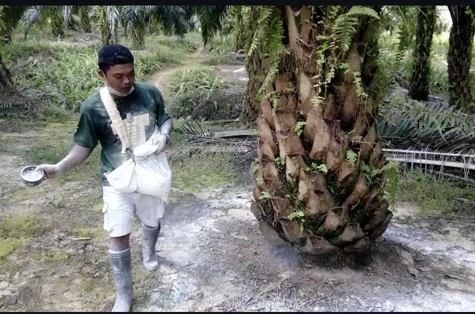 7 Cara dan Waktu yang Tepat Pemupukan Kelapa Sawit saat Musim Kemarau