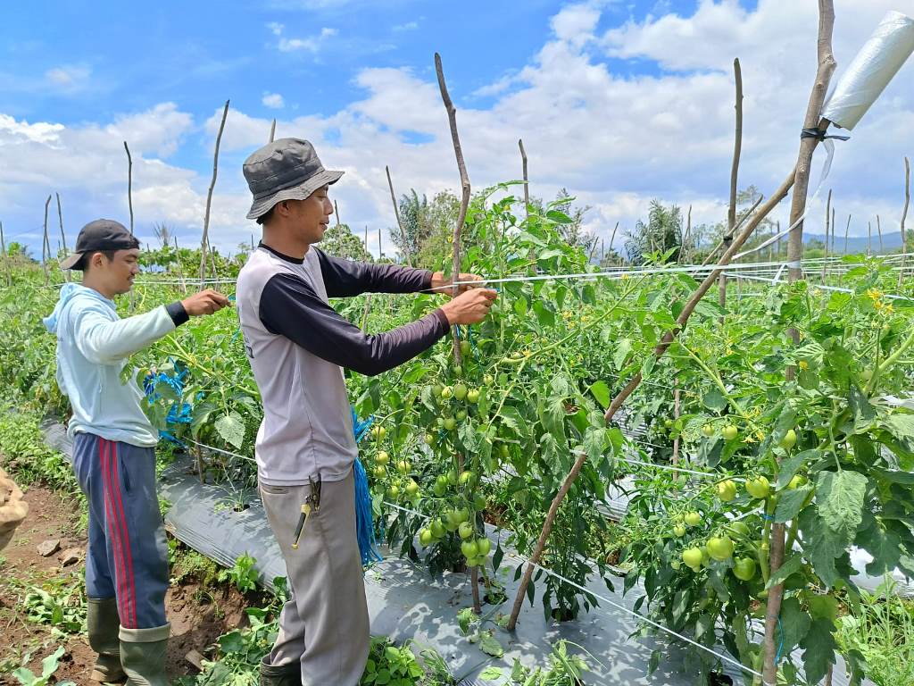 Musim Hujan, Harga Tomat Melambung! Simak Cara Merawat Tanaman Tomat Agar Terhindar dari Penyakit