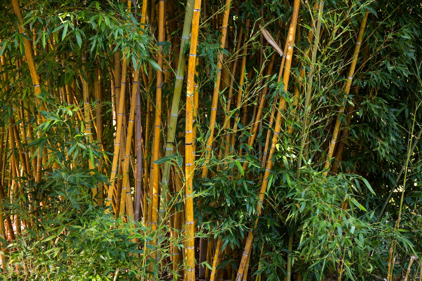 Sarang Hantu Hingga Jimat? Ini Deretan Mitos Menyeramkan Tentang Pohon Bambu