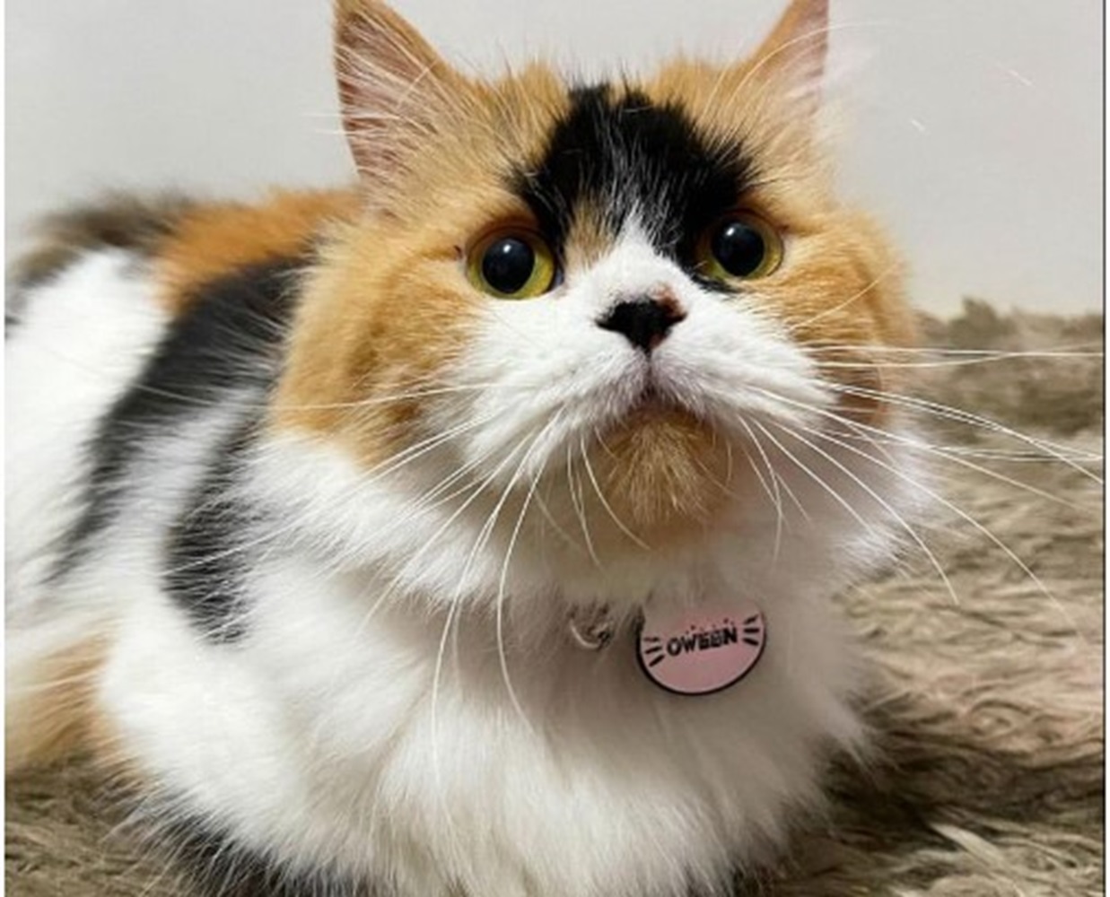 Ini 5 Fakta Unik Kucing Belang 3, Kombinasi Warna Bulu yang Unik, Rata-Rata Berjenis Kelamin Betina