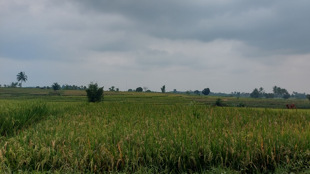 Irigasi Banyak Jebol di Kabupaten Bengkulu Utara, Dewan pun Desak Segera Perbaiki