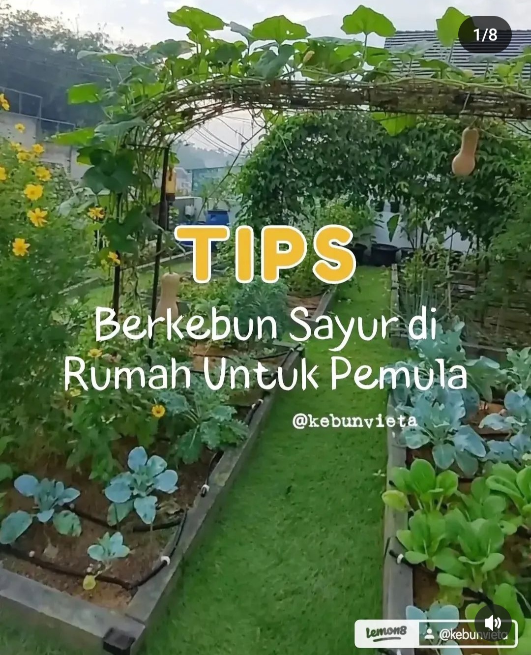 Tips Berkebun Sayur di Rumah untuk Pemula, Mulailah Menanam pada Pot atau Polybag