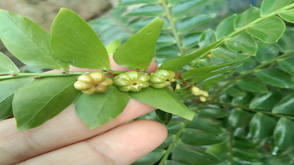 Sering Digunakan dalam Pengobatan Tradisional, Ini Khasiat Daun Seligi!