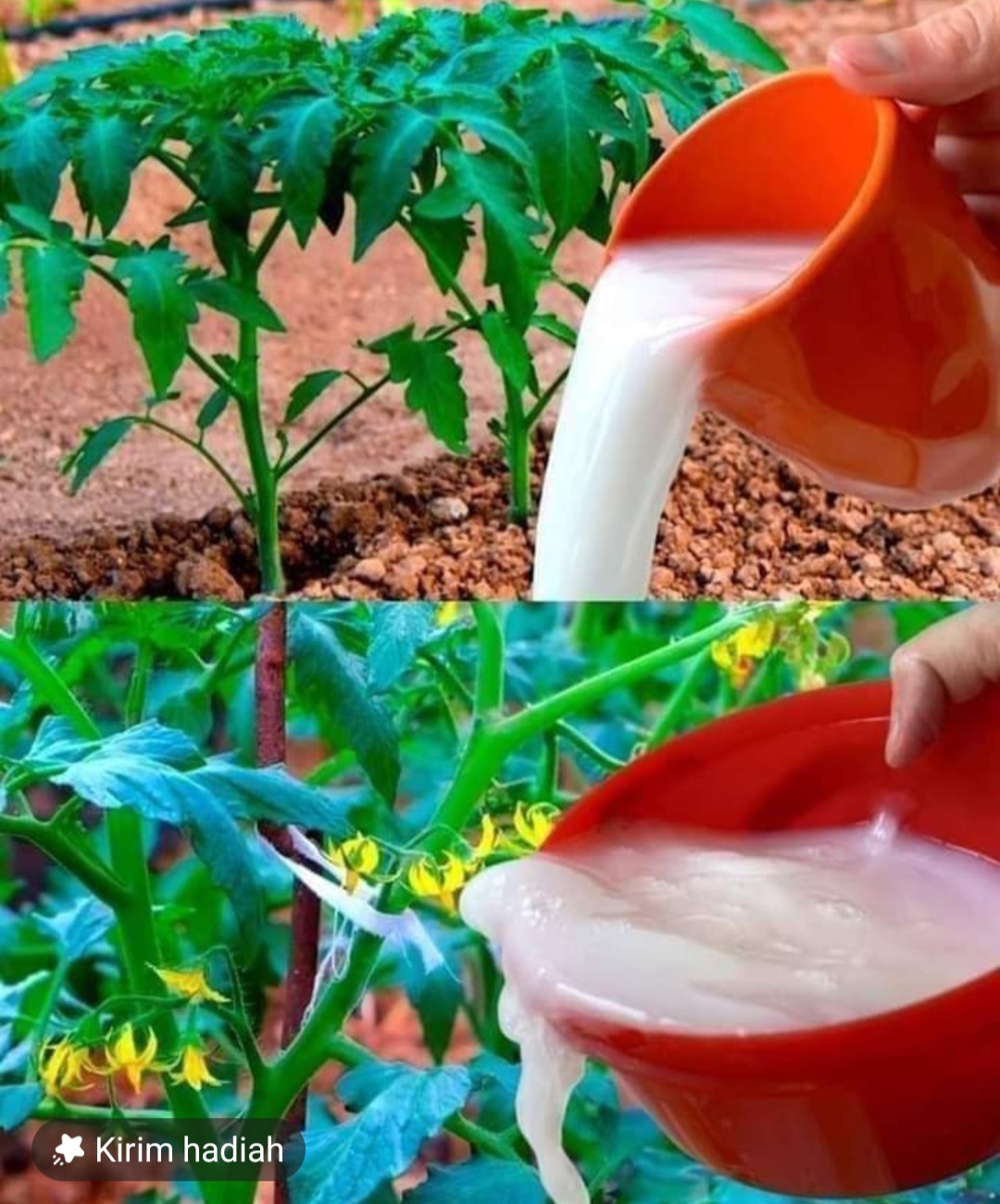 10 Manfaat Soda Kue untuk Berkebun, Cocok Digunakan saat Budidaya Tomat