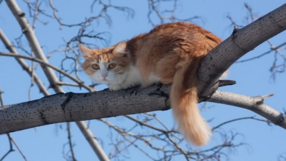 6 Fakta Unik Ekor Kucing yang Belum Banyak Diketahui, Ekor Pendek Pembawa Rezeki?