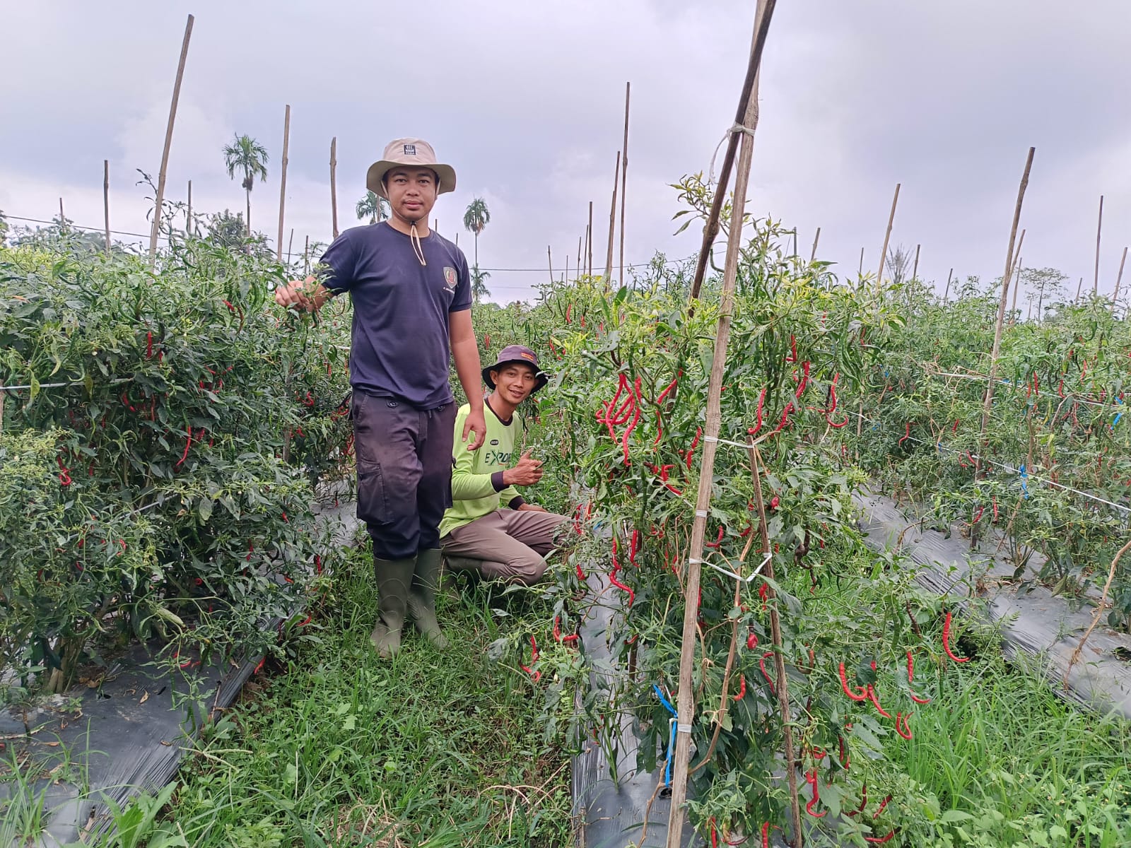 Tips Menjadi Petani Sukses dan Tidak Terikat Tengkulak 