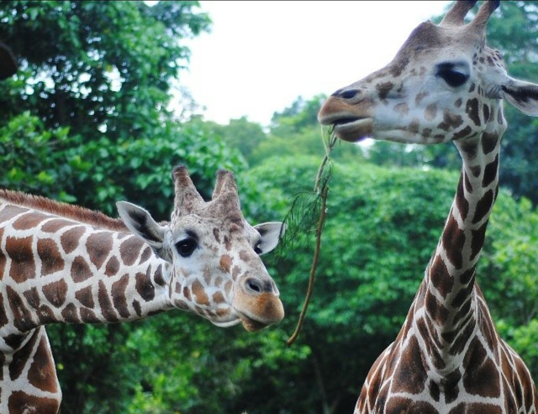 Punya Leher Panjang dan Kaki yang Tinggi, Ini 10 Fakta Menarik tentang Jerapah Sang Raksasa Savana