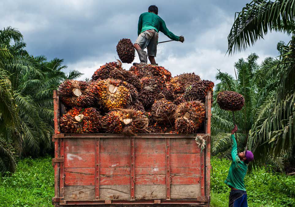 Harga TBS Kelapa Sawit Mukomuko Terbaru Tembus Rp 3.120 per Kilogram