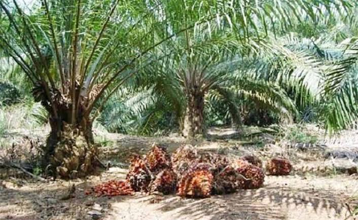 Harga TBS Sawit Mukomuko Jelang Puasa 2026 Stabil, Tertinggi Rp3.050 per Kg