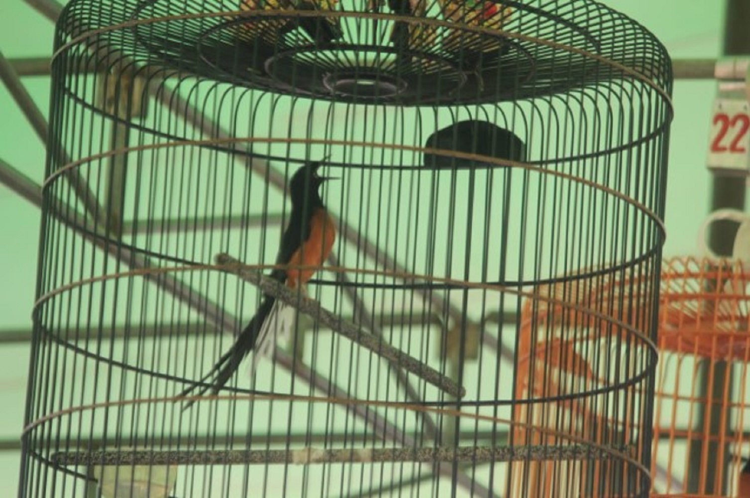 Manfaat Kroto Pada Burung Kicau dan Saat Mabung, Kadar Protein Terpenuhi