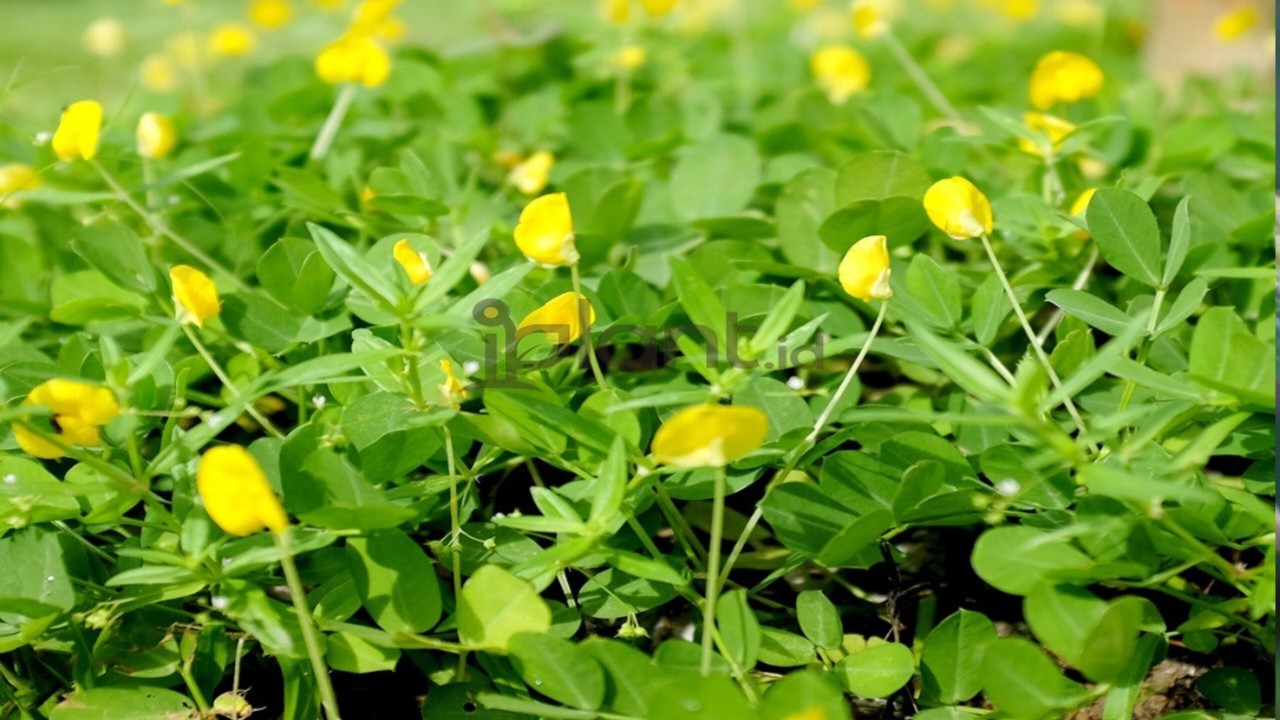 6 Manfaat Arachis Pintoi untuk Tanaman Kelapa Sawit