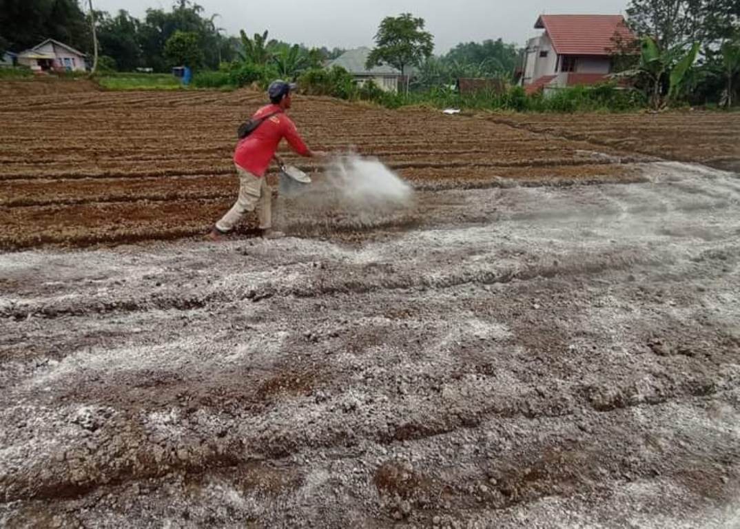 Tips Olah Lahan Pertanian di Musim Hujan: Lahan Steril dan Bebas Jamur Patogen