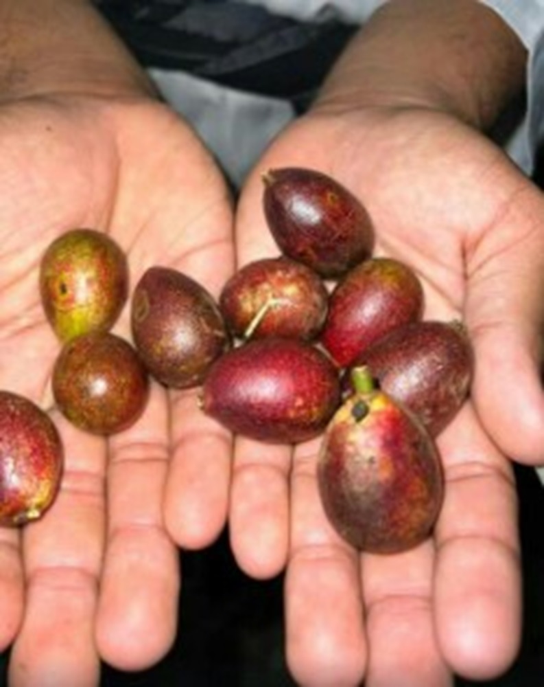 Bermanfaat Turunkan Tekanan Darah Tinggi, Rasa Buah Matoa Juga Lezat dan Manis 