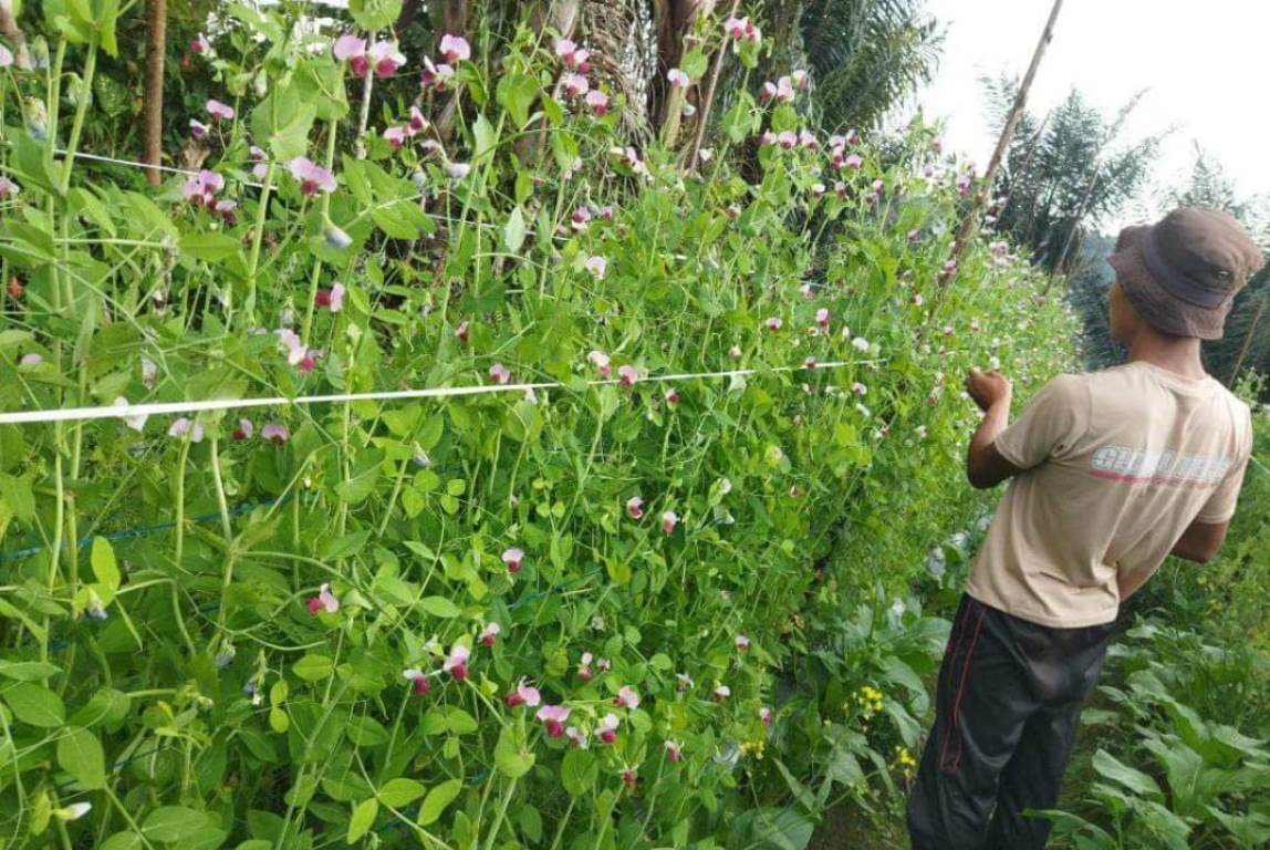 Budidaya Kacang Kapri: Pilihan Menjanjikan dengan Modal Kecil dan Harga Stabil