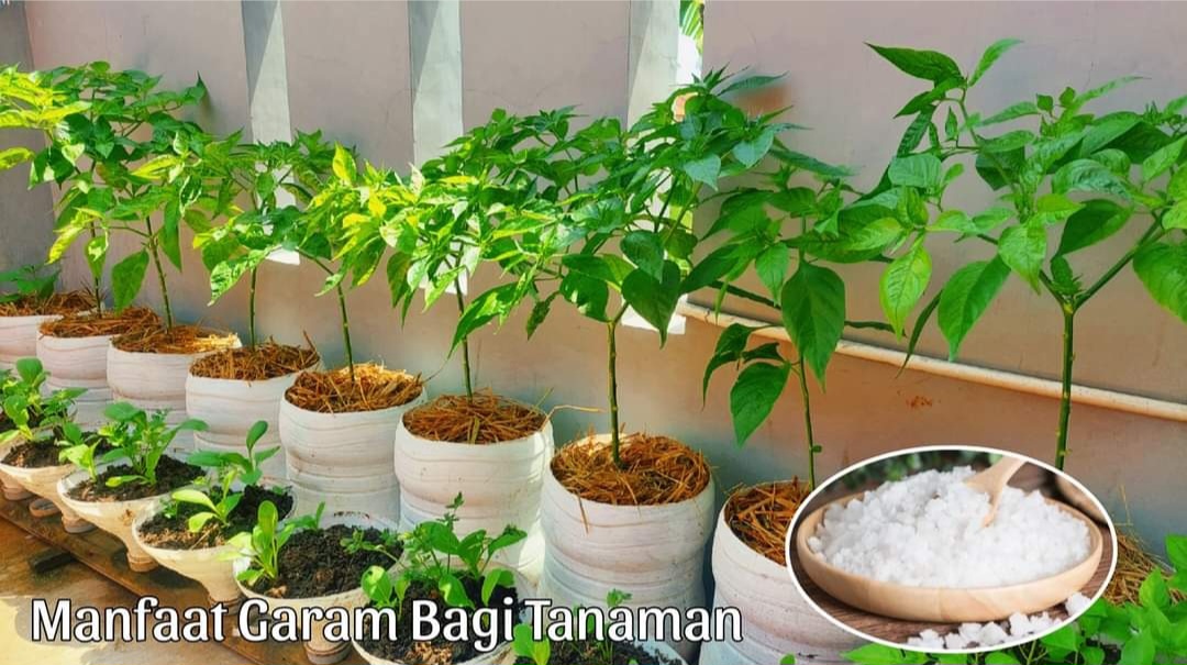 Siapa Sangka? Ini 8 Manfaat Garam untuk Tanaman, Salah Satunya Menambah Nutrisi