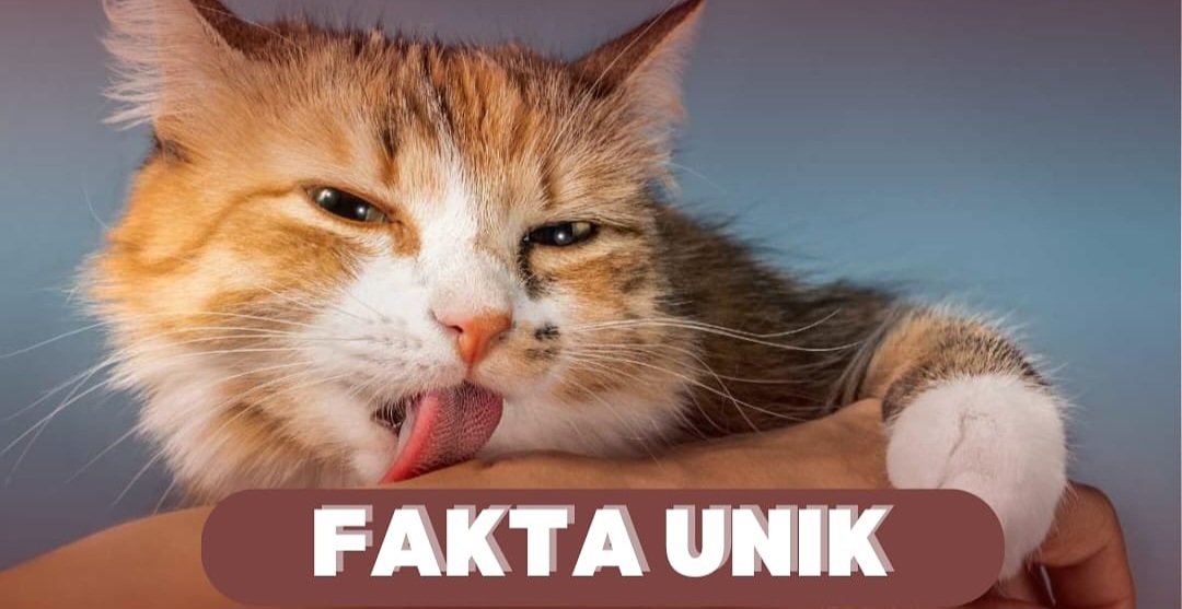 Pernah Bertanya Kenapa Kucing Sering Menjilati Tangan Anda? Ini Jawabannya!