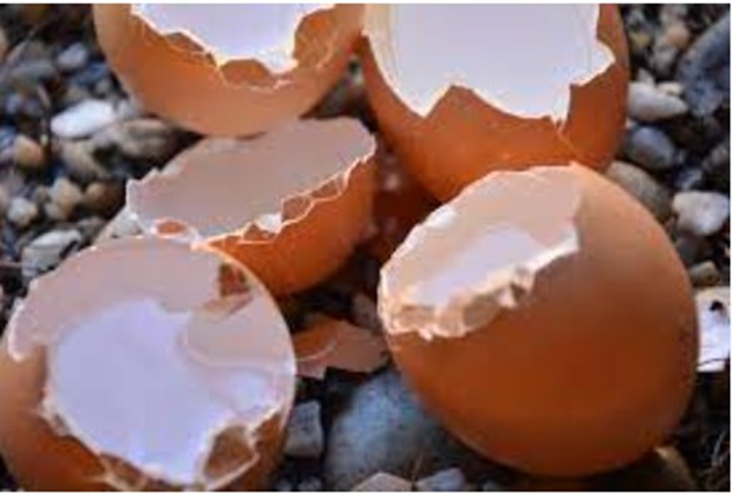 Cangkang Telur dan Kulit Pisang Bisa Jadi Pupuk Lho, Mengandung Kalium dan Kalsium