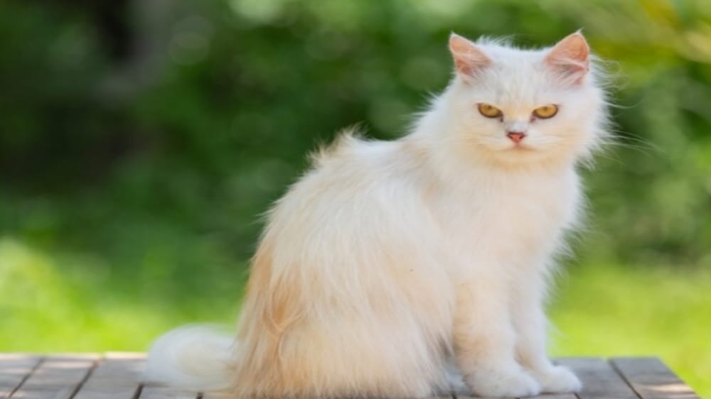 7 Tips dalam Memelihara dan Merawat Kucing Persia agar Terhindar dari Kutu dan Penyakit