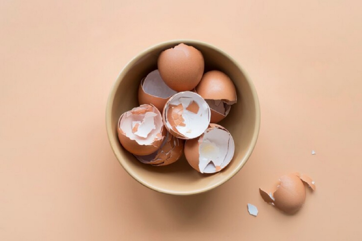 Jangan Buang Cangkang Telur! Bisa Dijadikan Pupuk Alami Kaya Manfaat untuk Tanaman 