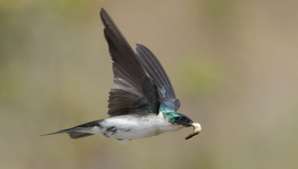 Fakta Unik Burung Golden Swallow, Terbang dengan Gerakan Zig Zag Menangkap Serangga