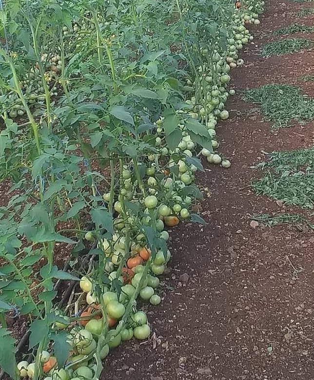 Begini Rahasia Budidaya Tomat Tanpa Mulsa Plastik, Petani Wajib Tahu!