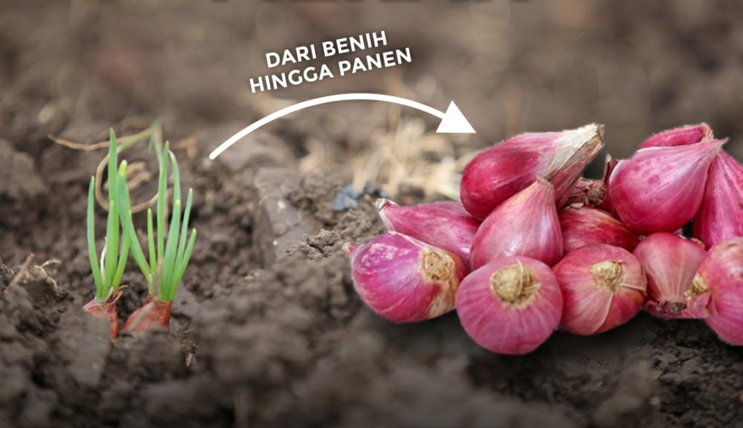 8 Cara Pembibitan Bawang Merah yang Benar untuk Hasil Panen Maksimal