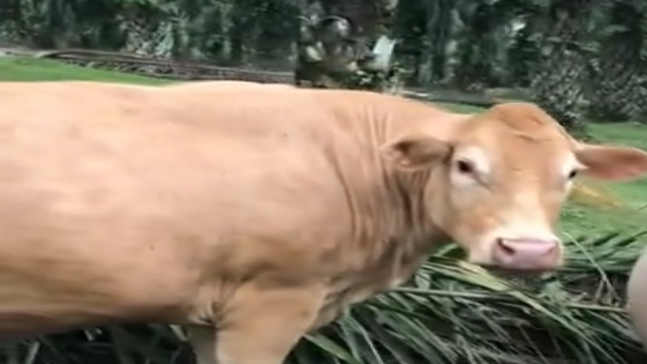 Teror Hewan Buas Hebohkan Warga Mukomuko, Sapi Milik Warga Mati Diduga Diterkam Harimau