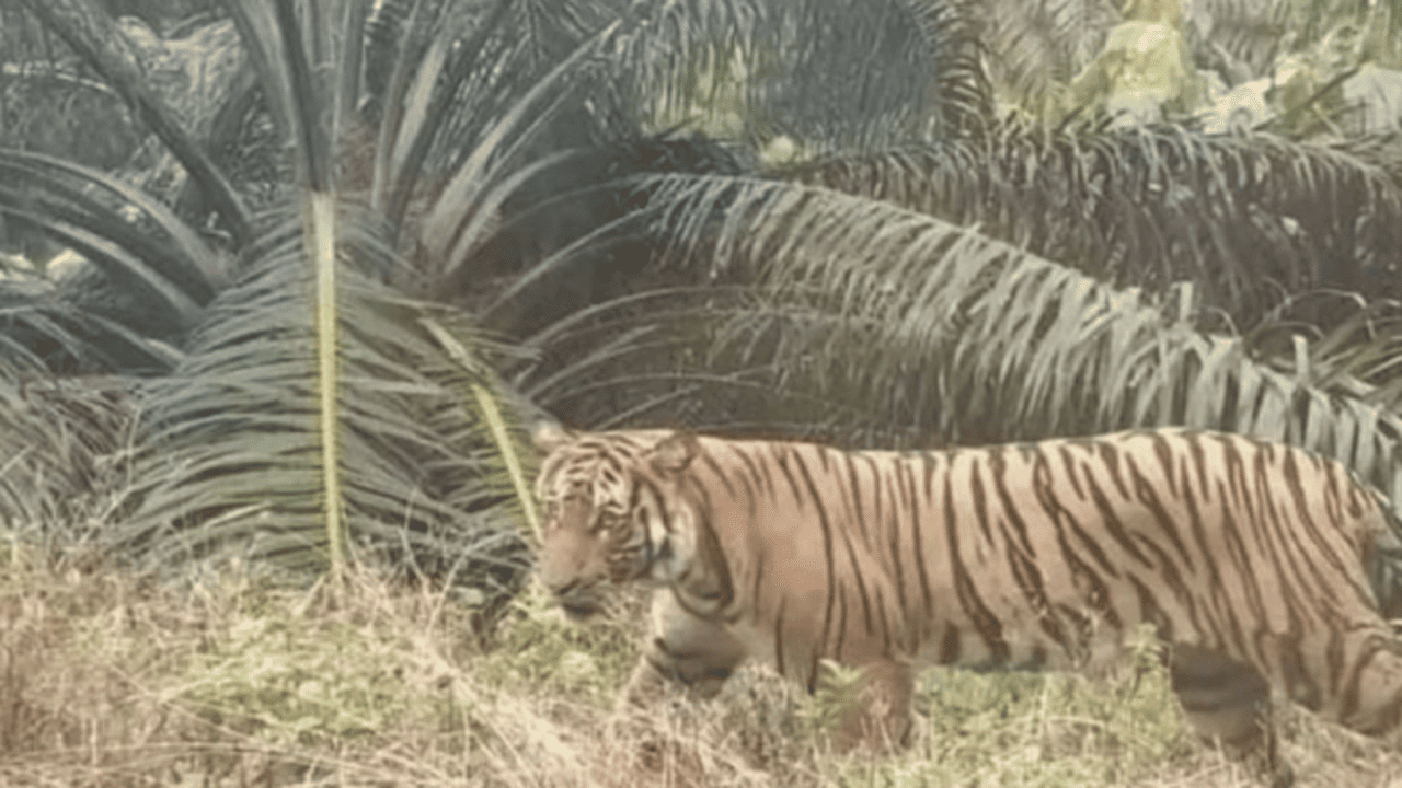 BKSDA Bengkulu Terus Lakukan Pengusiran Harimau dari Pemukiman Warga di Bengkulu Utara