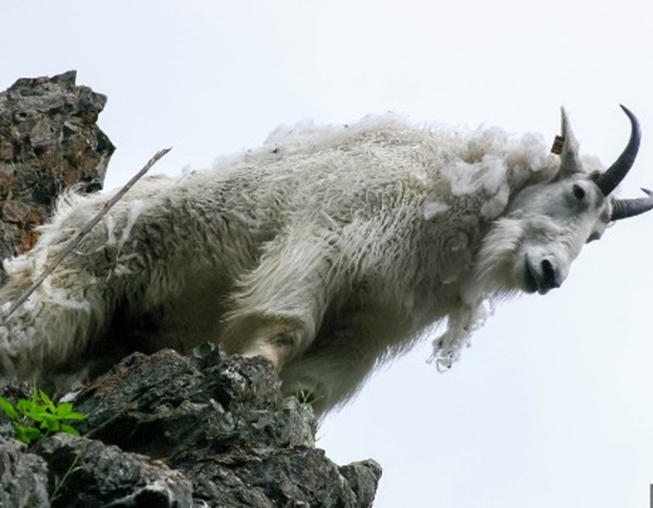 Mengenal Kambing Gurun Alpine Ibex, Ahli Panjat Tebing, Berkerabat dengan Kijang 