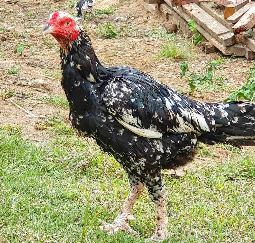 Cara Memilih dan Merawat Indukan Ayam Bangkok dengan Benar