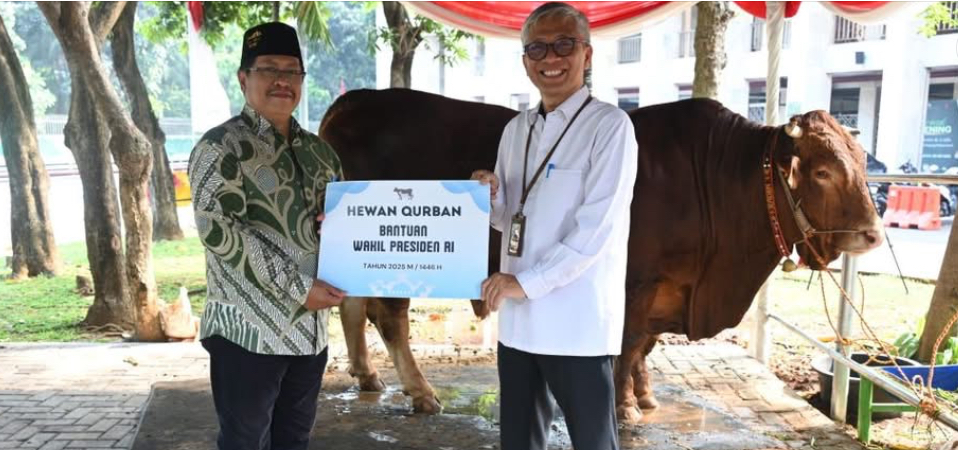 Sapi Limousin 1,1 Ton dari Wapres Gibran Siap Dimasak untuk 2.000 Anak Yatim di Istiqlal