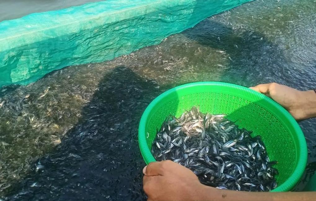 10 Tips Ampuh Merawat Anak Ikan Patin agar Tumbuh Sehat