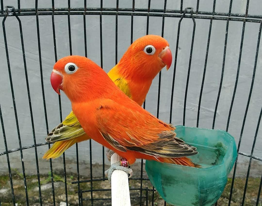 8 Strategi Cerdas Memilih Pasangan Ideal untuk Burung Lovebird