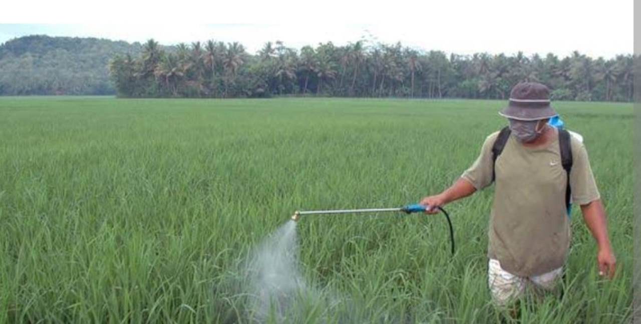 Keselamatan dan Efektivitas: Persiapan Penyemprotan Pestisida dan Insektisida pada Tanaman Sayuran