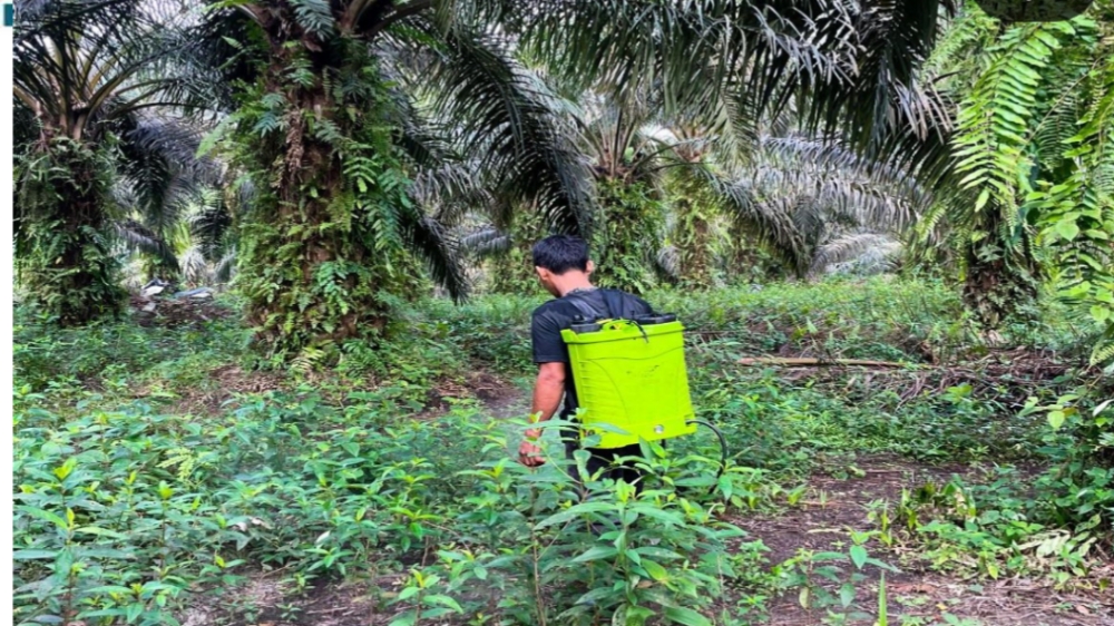 4 Jenis Rekomendasi Racun Rumput Efektif untuk Kebun Kelapa Sawit