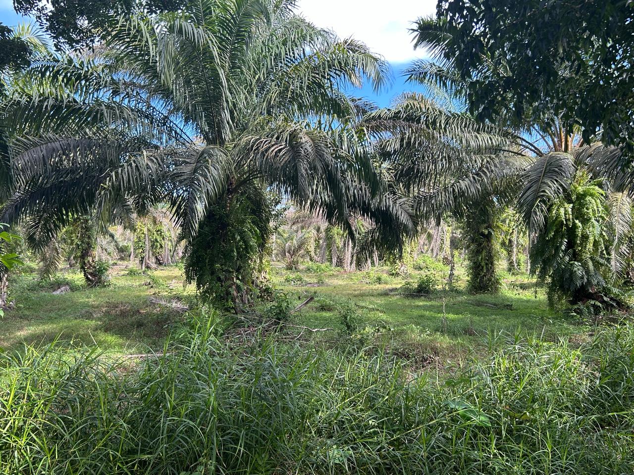 Harga Sawit di Mukomuko Mulai Naik, TBS Tertinggi Tembus Rp 2.730 per Kg, Ini Rinciannya