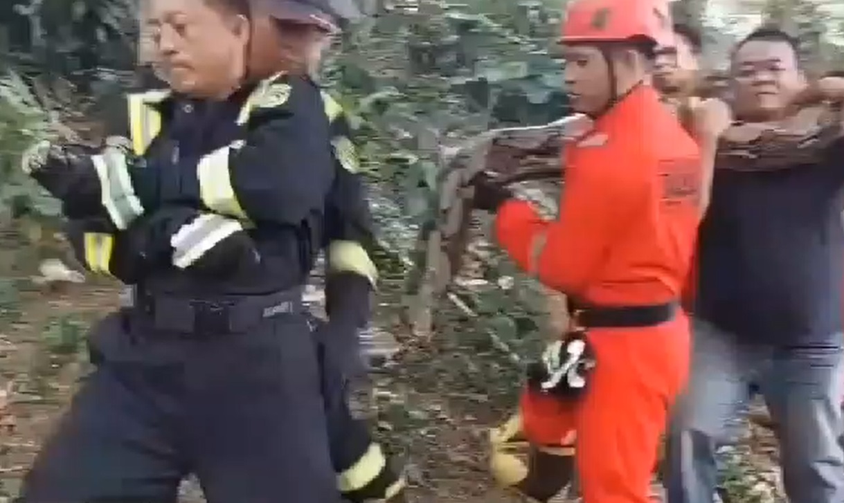 WOW ! Ular Piton 8 Meter Lebih, Berhasil Ditangkap Petugas Damkar Kota Bengkulu dekat Pemukiman Warga