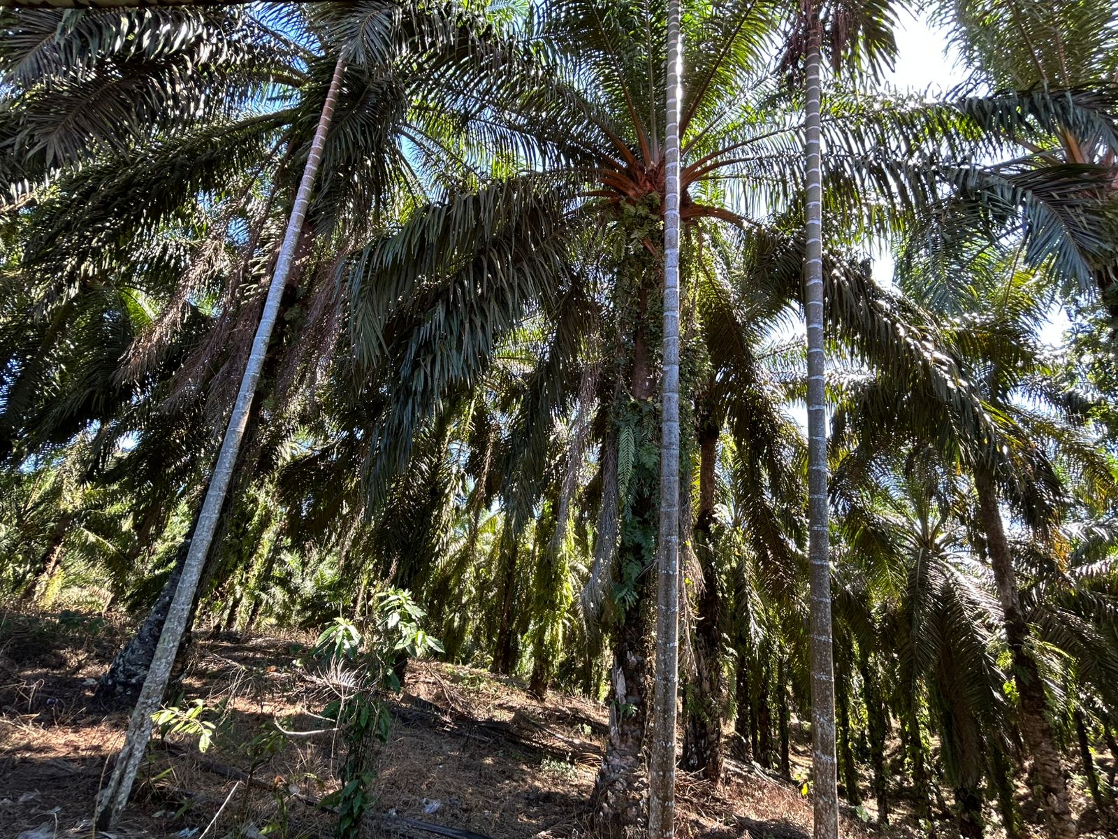 Awal Agustus, Harga TBS Sawit Mukomuko Naik Lagi: Tertinggi Tembus Rp 2.940 per Kg